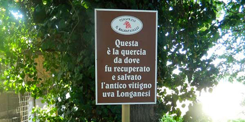 La quercia da cui è stata recuperato il vitigno Longanesi