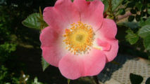 14_maggio_Il_giardino_delle_erbe_213x120.jpg