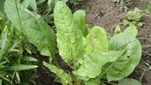 Acetosa