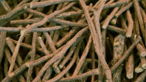 La liquirizia alla base dell'acqua d'orcio