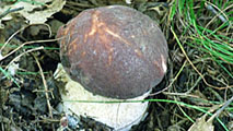 boletus pinophilus dal sito www.valtaro.it.