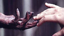 chimpanze_213x120.jpg
