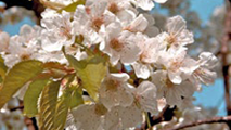 Ciliegi in fiore. Immagine tratta dal sito Emilia Romagna Turismo