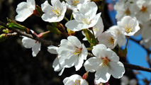 ciliegi_213x120.jpg