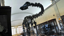 Diplodocus carnegiei