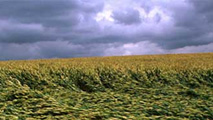 Immagine tratta da www.fao.org