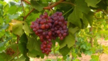 Vigneti