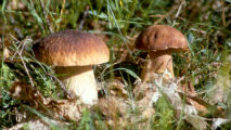fungo_porcino_213x120.jpg