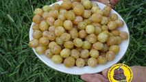 Le galanine - <a href=