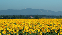 girasoli_biomasse_213x120.jpg