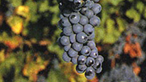 Uva Bonarda