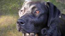 Li&ugrave;. Biografia morale di un cane