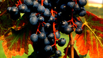 Uve lambrusco grasparossa