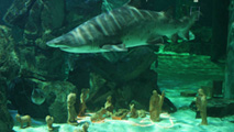 Una immagine di Un mare di presepi all'acquario le Navi di Cattolica