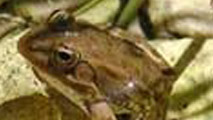 Ranocchio da www.emiliaromagnaturismo.it
