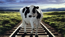 rosso-floyd_213x120.jpg