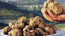 Il tartufo di Sant'Agata Feltria