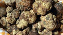 Tartufo