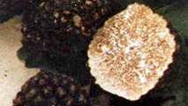 Tuber aestivum
