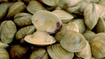 Vongole