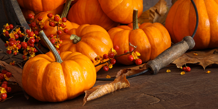 Zucca