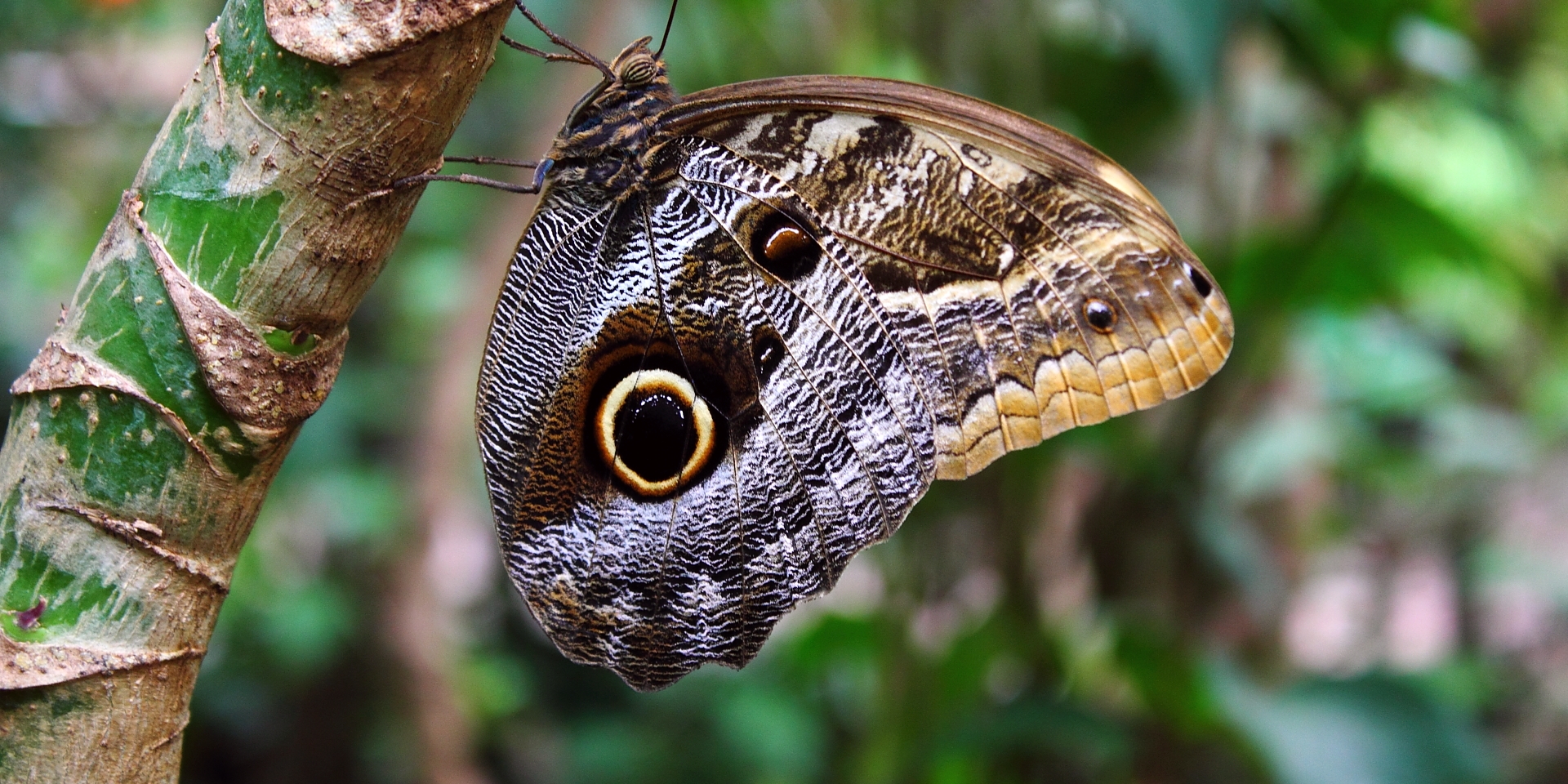 L'occhio della farfalla - RadioEmiliaRomagna