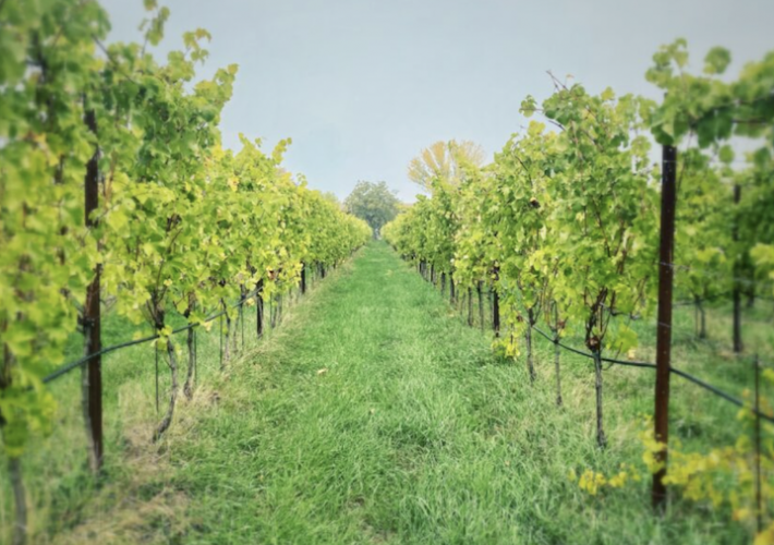 Racconti di un viandante | Podere Magia di San Polo D’Enza